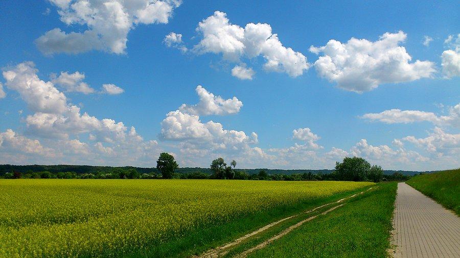 Pole rzepaku i kawałek ścieżki rowerowej