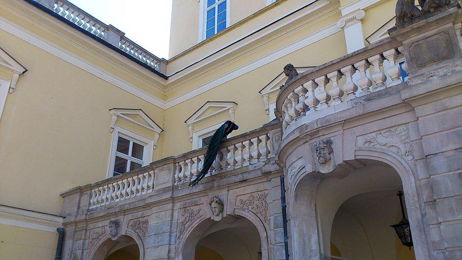 Paw przy Pałącu Czartoryskich