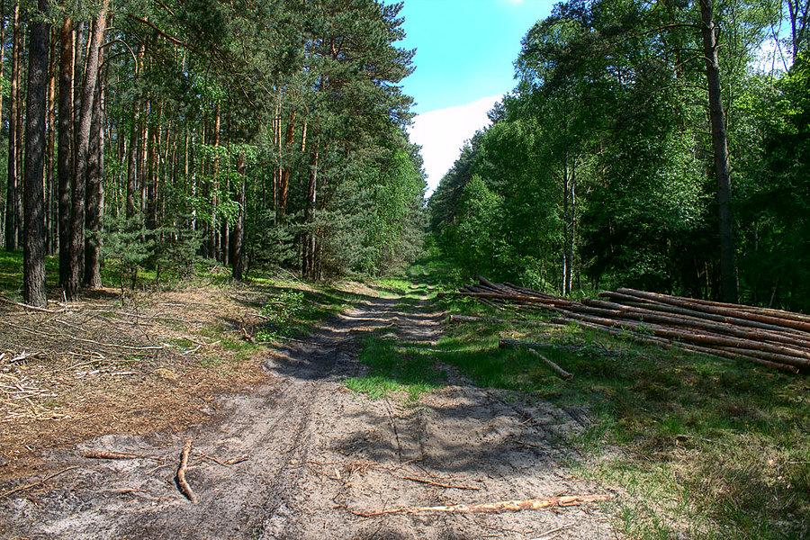 Leśna droga równoległa do 10