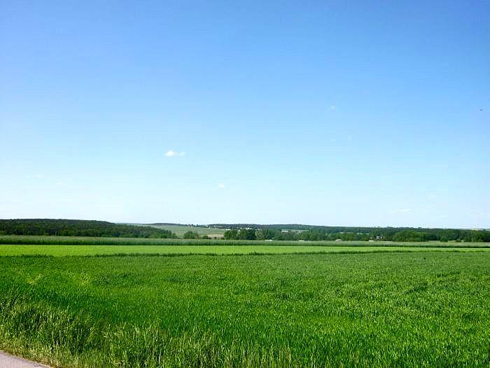 Widoczek