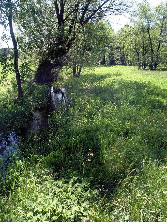 Wierzby nad polną strugą