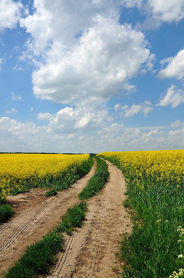 Rzepak rozkwitł na dobre