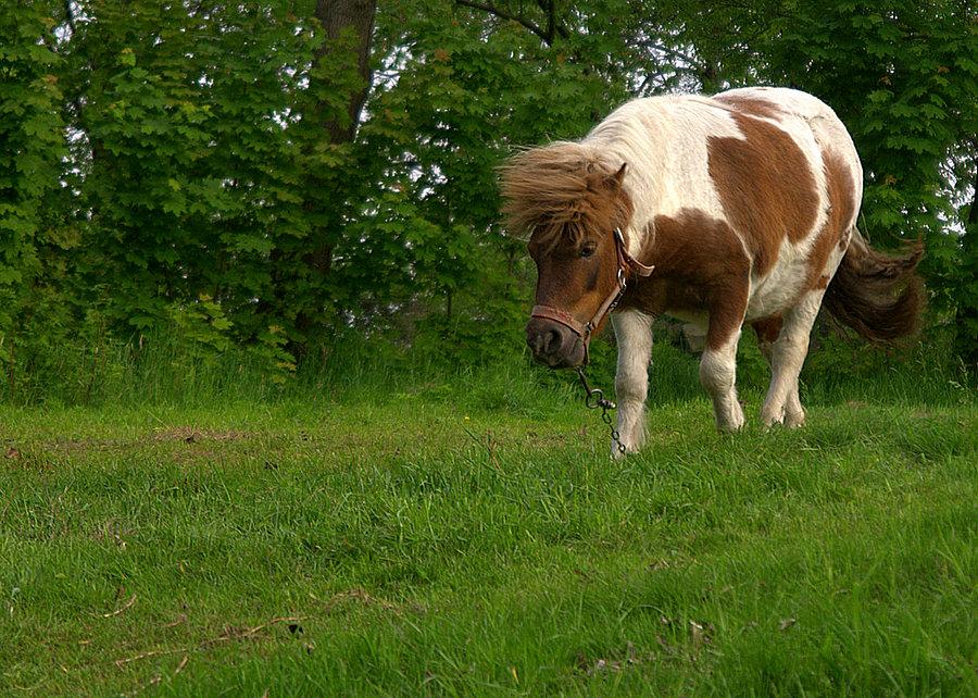 Konik na lesnej w Zabrzu