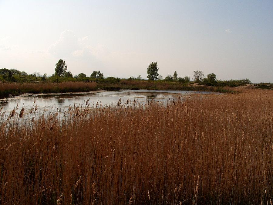 Jeziorko bobrowe w Świbnie