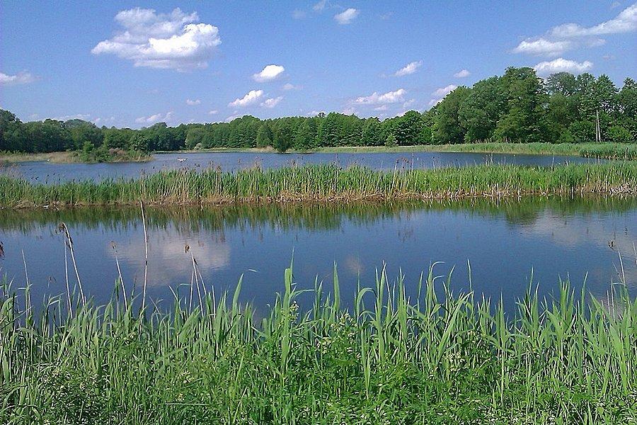 Rezerwat Stawy Raszyńskie