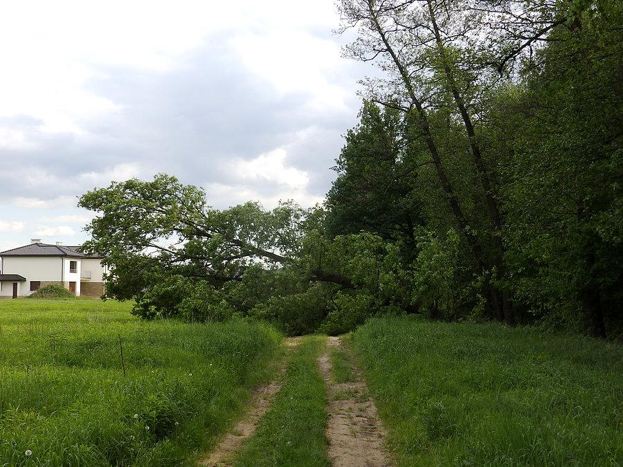 Przewrócone drzewo