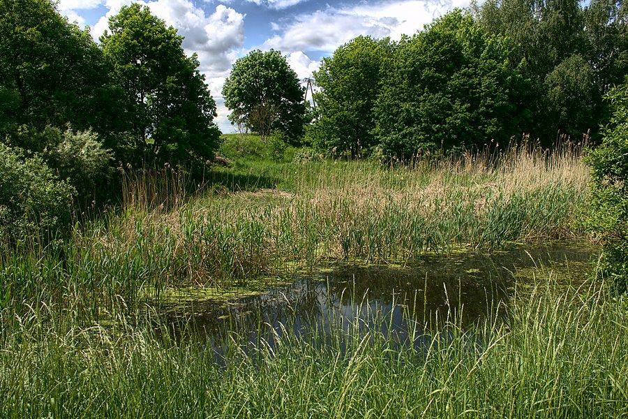 Przydrożny staw