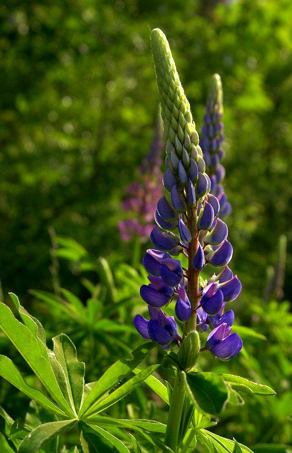 Leśne kwiatki