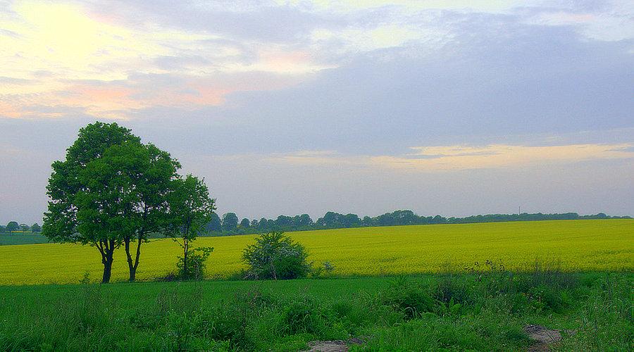 Pola w okolicach Zbrosławic