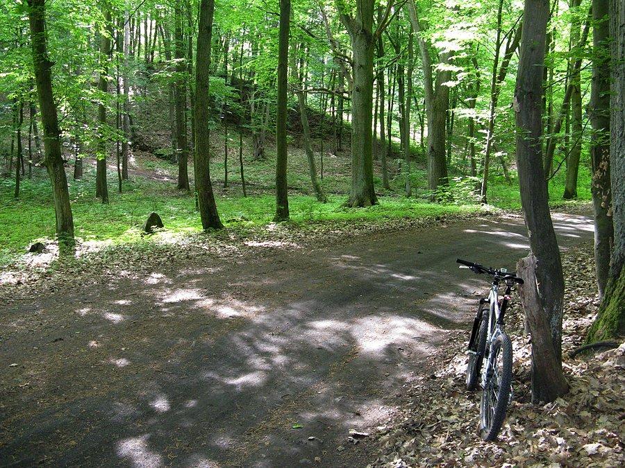 Puszcza Bukowa - jeden z podjazdów