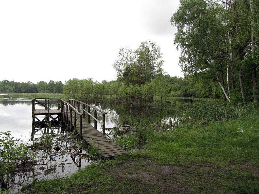 Rezerwat Brzoza
