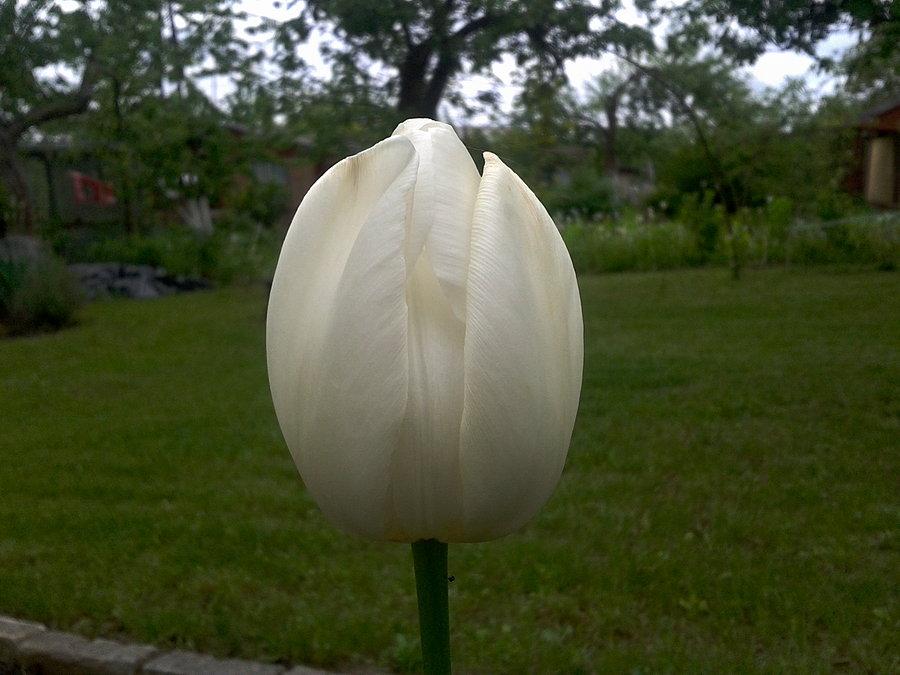 Królowa tulipanów Biała Dama