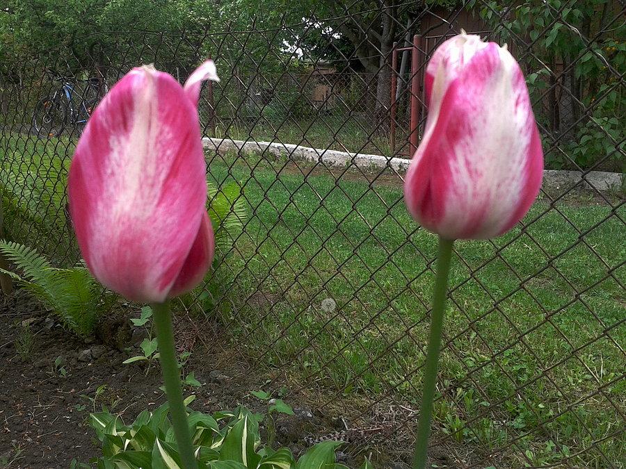 Tulipany bliźniaki :-)
