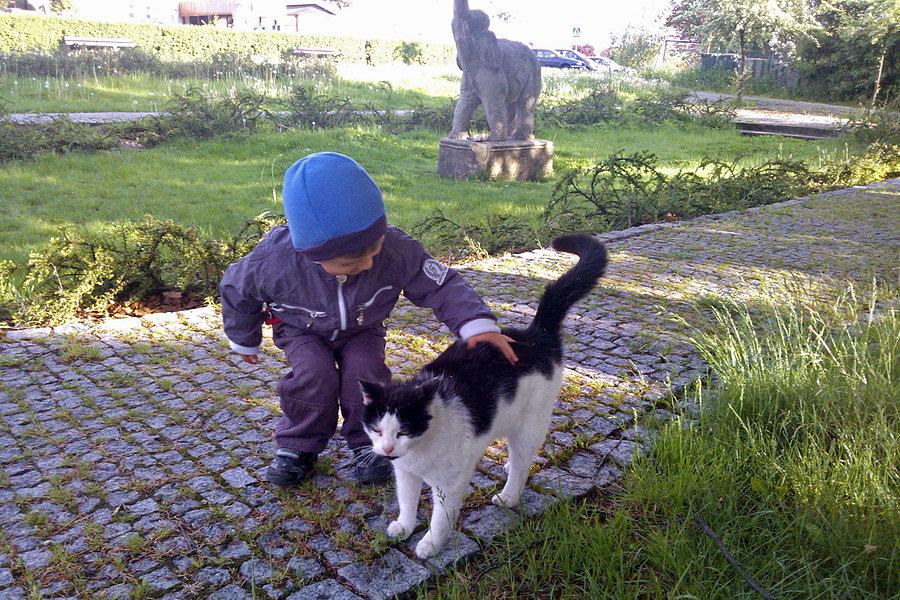 Kotek napotkany na Warszewie