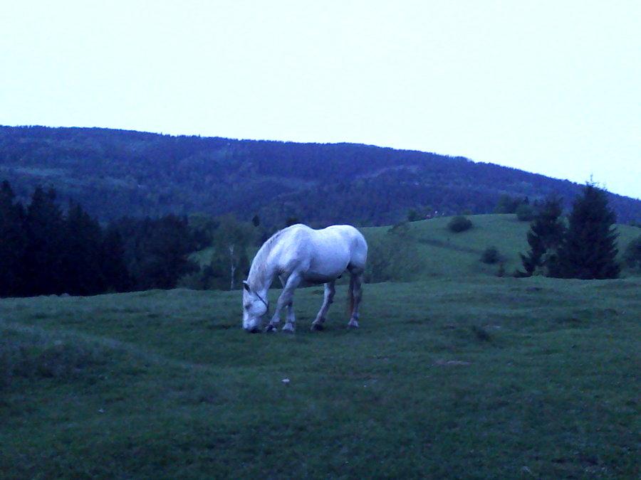 Konik na Filipce