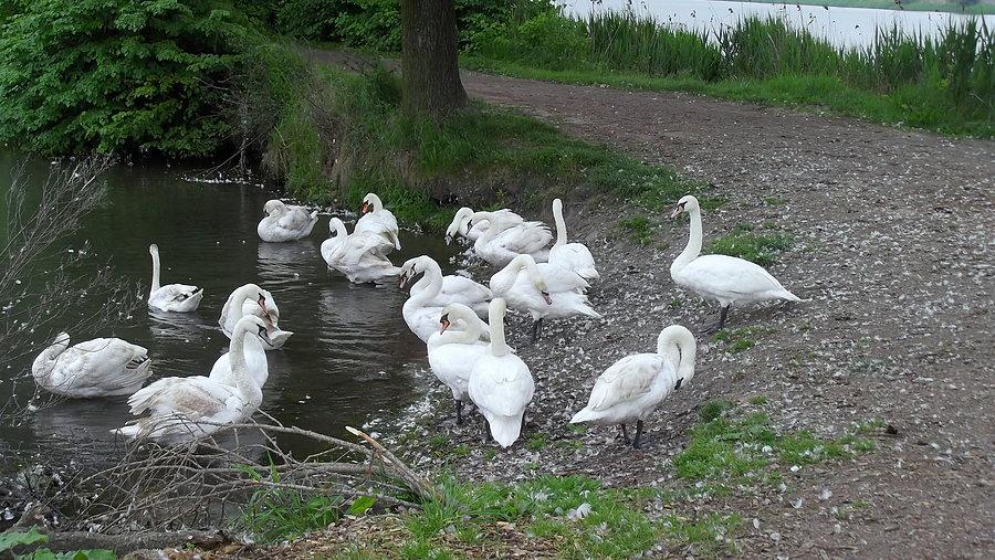 Łabędzie na stawie w Wielikącie