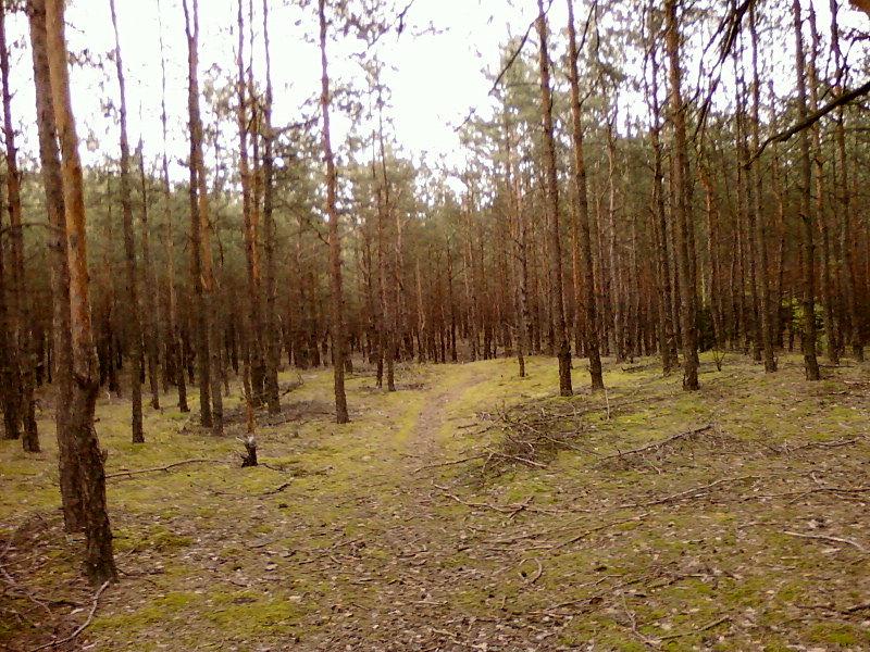 Las koło Aleksandrowa