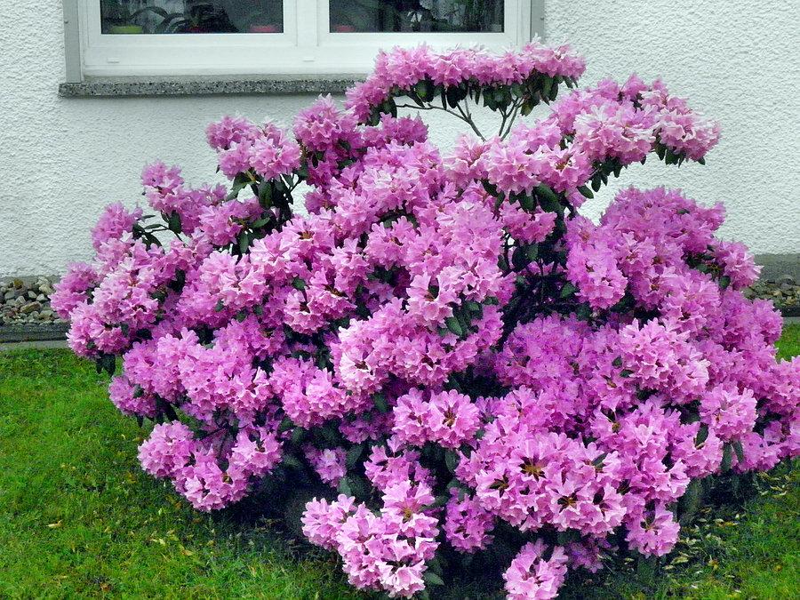 Majowe kwiaty - rododendron z miejscowości Blankensee