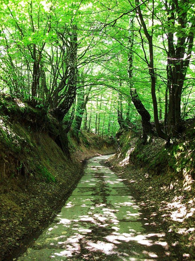 Stromy zjazd, piękna silna natura