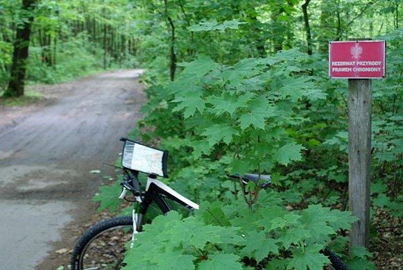 W rezerwacie Spała