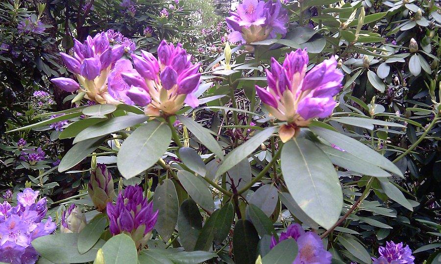Kwiaty rododendronów