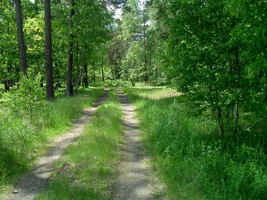 Dębowiec w lesie