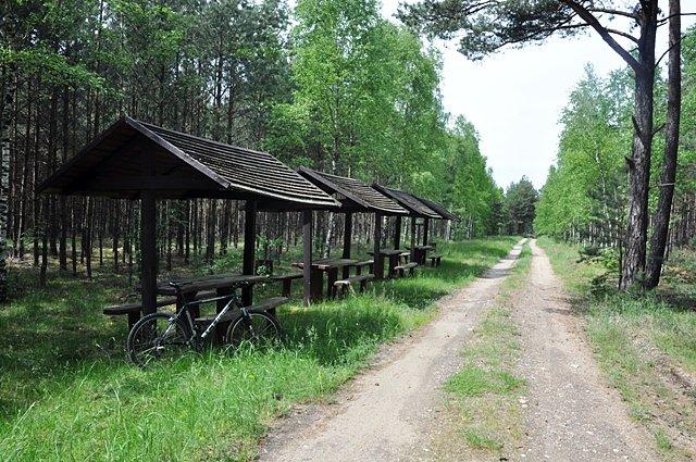 Krótki postój w lesie