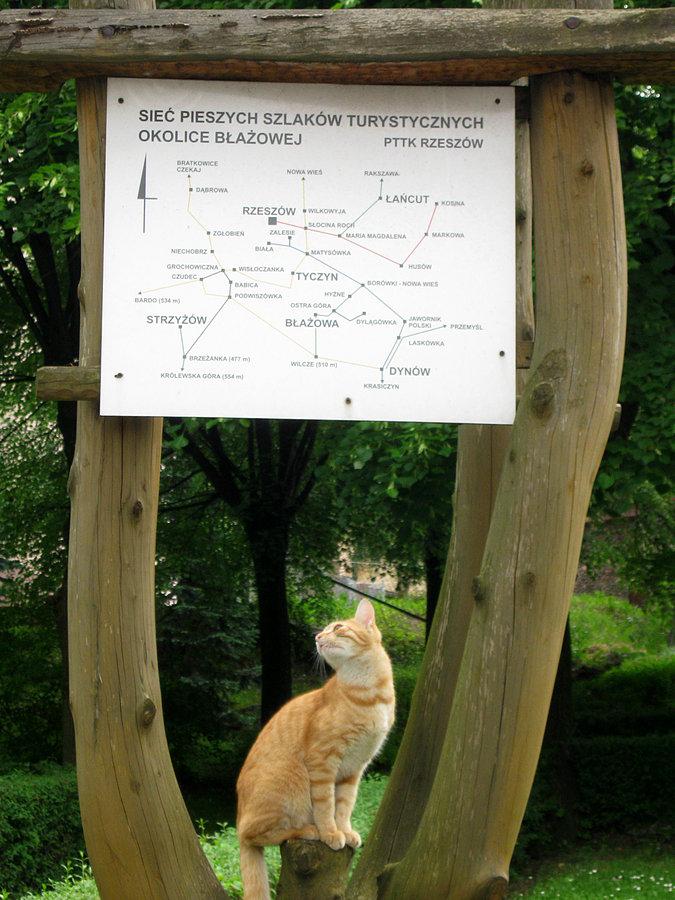 Błażowski kot szuka szlaku