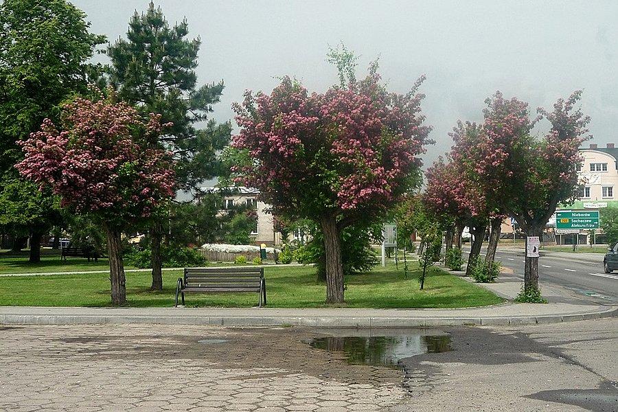 Bolimów kwitnące drzewa
