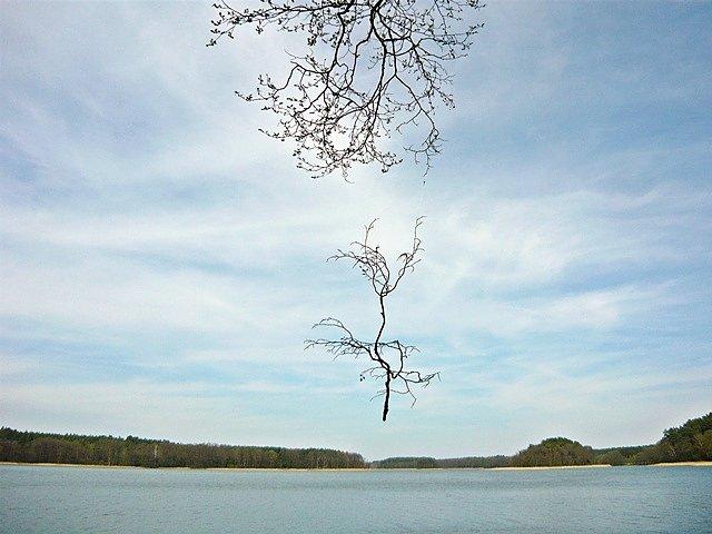 Lewitująca gałązka