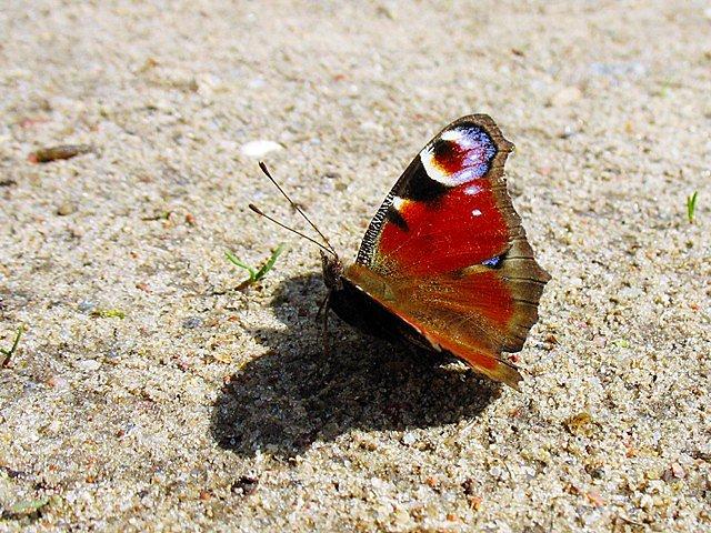 Motyl