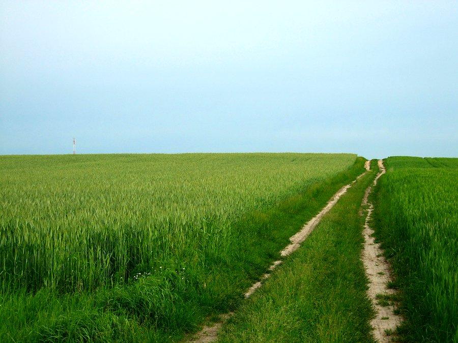 Olesin koło Kurowa - krajobraz z wieżą przekaźnikową w tle