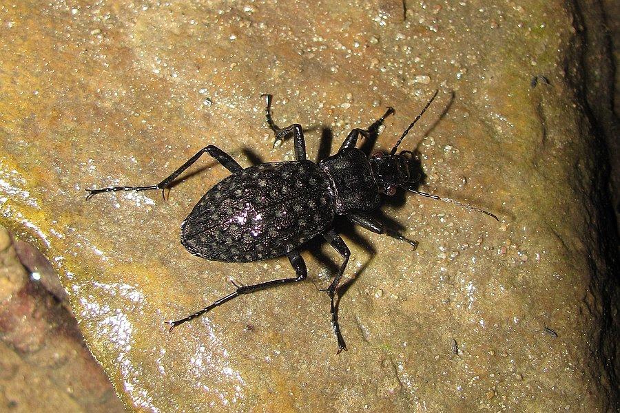 Carabus variolosus