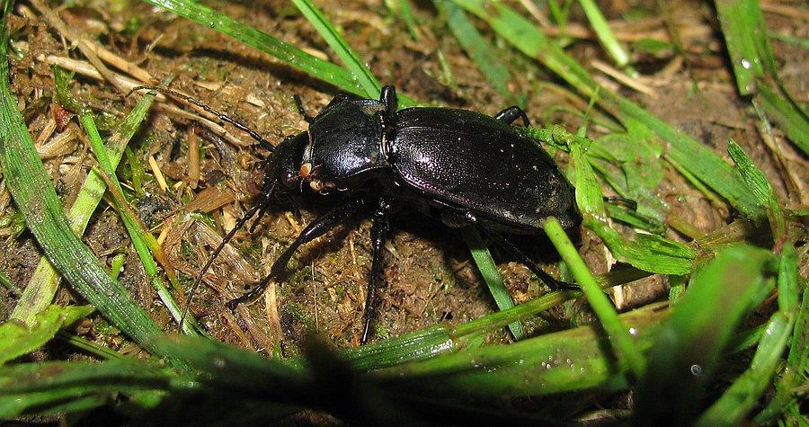 Carabus violaceus