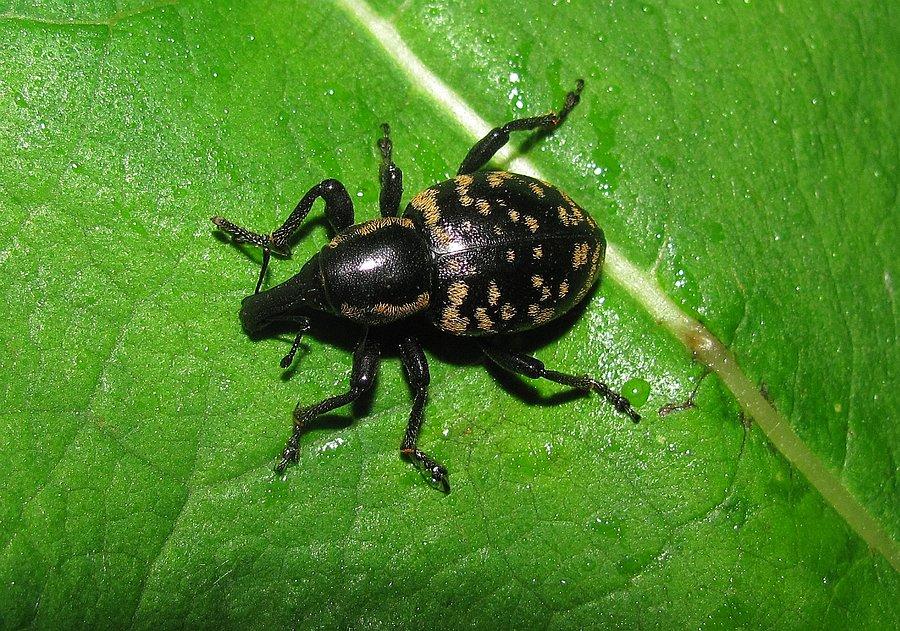 Liprus sp