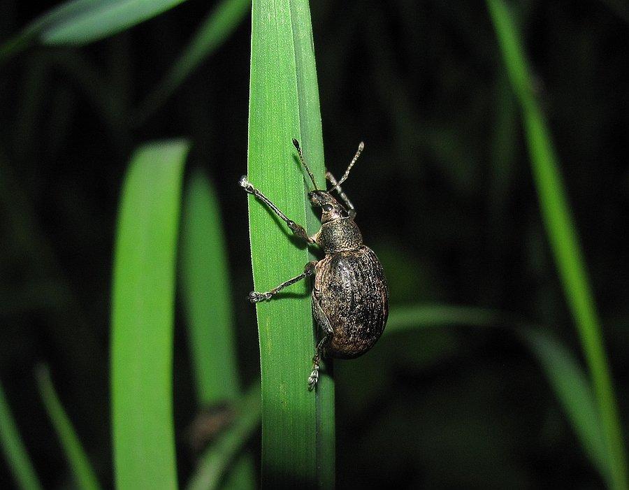 Ryjeczek