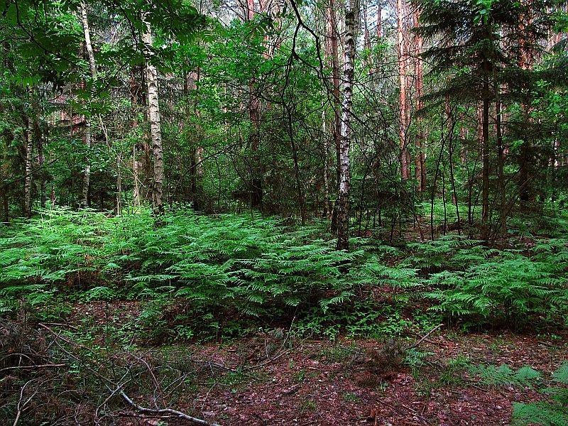 Puszcza Zielonka - gąszcz lasu