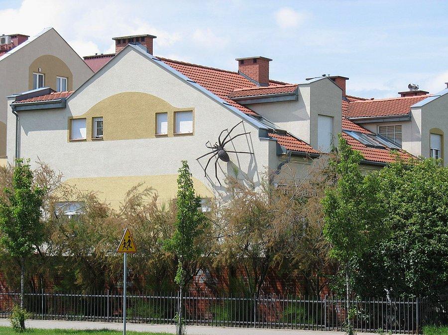 Pająk gigant