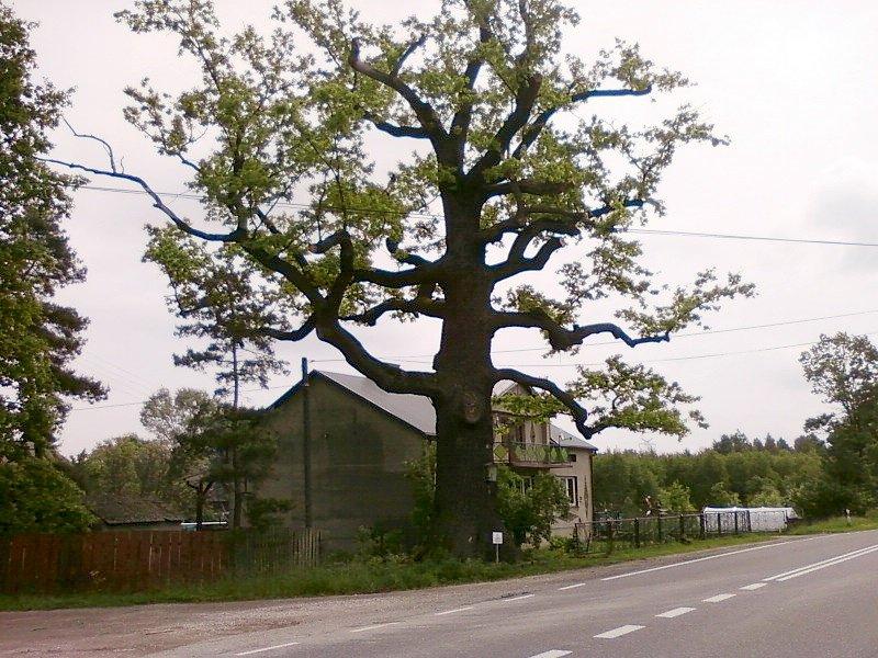 Dąb w okolicach Gutowa