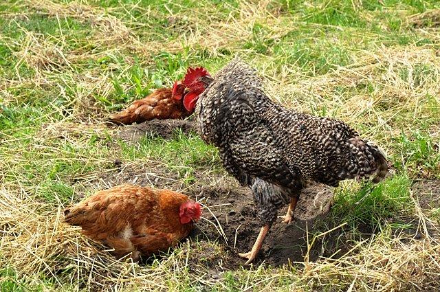 Zdenerwowany kogut szykuje się do ataku - trzeba zwiewać