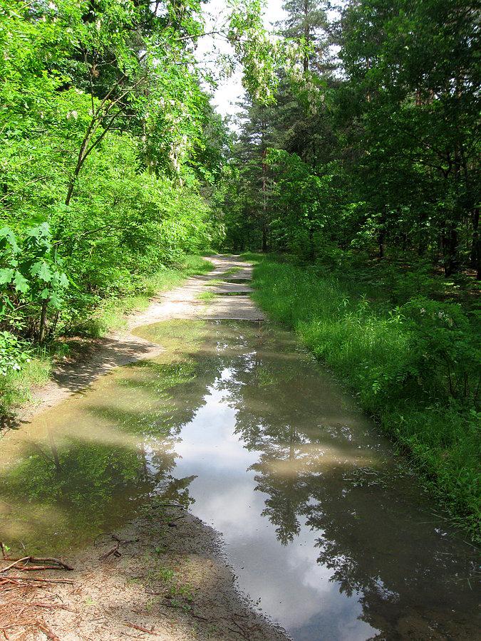 Droga przez las do Blizny