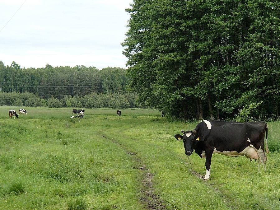 Krowi strażnik