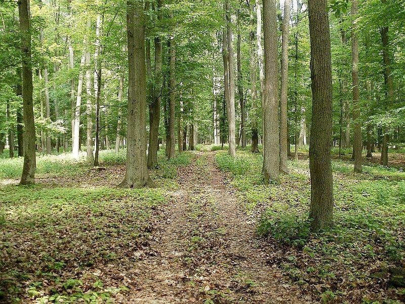 Leśna droga nieopodal Dębogóry