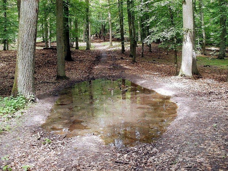 Kałuż w lasach nie brakowało