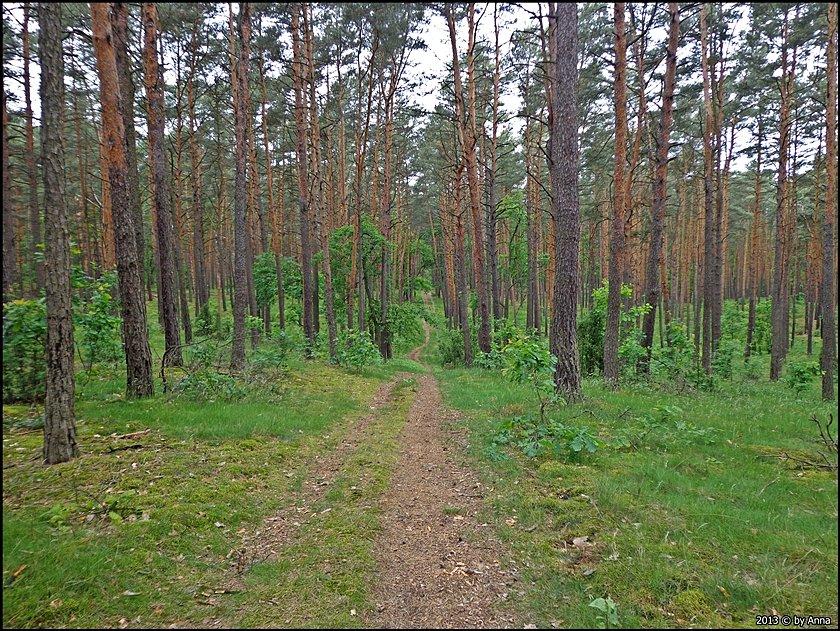 Coś ze Stowarzyszenia Off The Trail - skręciliśmy w ścieżkę "Poza Szlakiem" :P