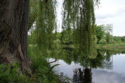 Nad stawem w Spale nad Gacią