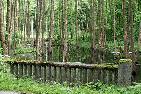Rosną wodne drzewa