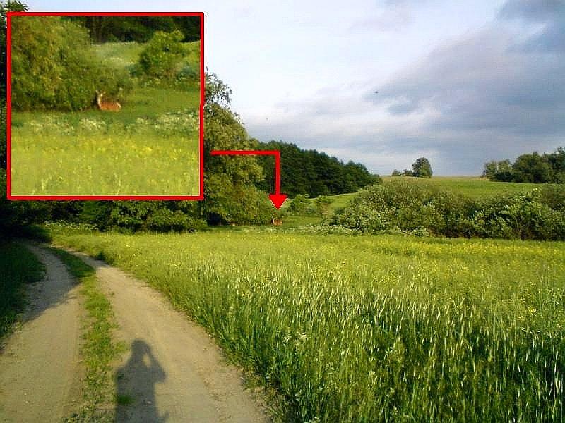 Zaobserwowane dziś jelenie, jedne z wielu zresztą