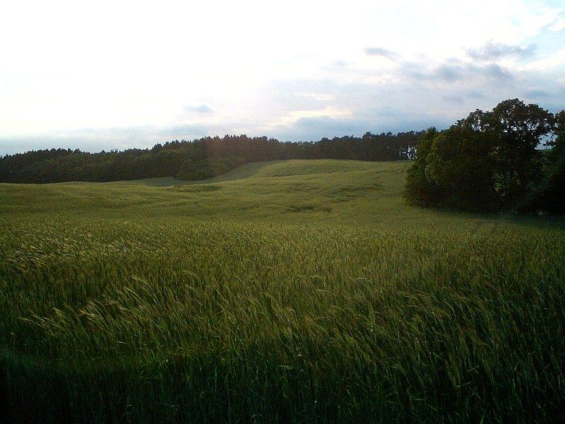 Łany zboża falujące na wietrze