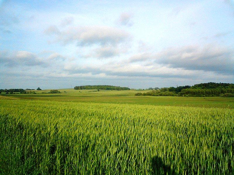 Polny krajobraz okolic wsi Karłowice i Kołatki